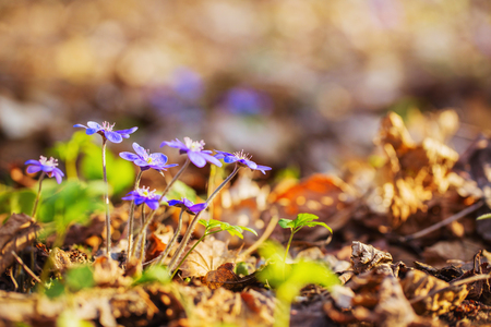 Snowdrops in sunlight outdoorの写真素材