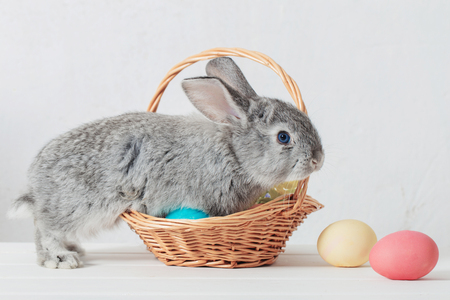 bunny with easter eggs on white backgroundの写真素材