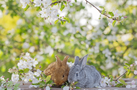 little rabbit in spring orchardの写真素材