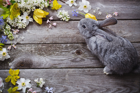 bunny with spring flowers on old wooden backgroundの写真素材