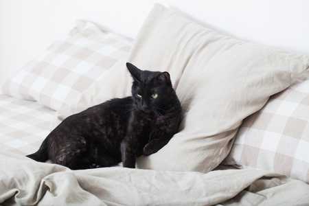 black cat on bed in bedroomの写真素材