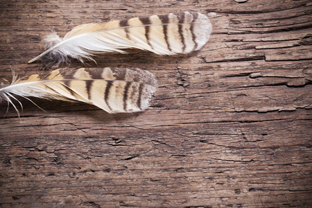 Feathers of a bird on a wooden backgroundの写真素材
