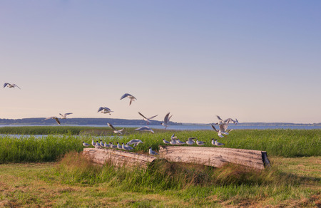 lake gulls in summer landscapeの写真素材