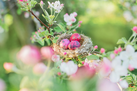 pink Easter eggs in spring orchardの写真素材