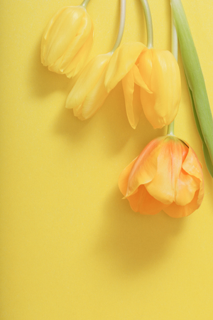 yellow tulips on yellow paper backgroundの写真素材