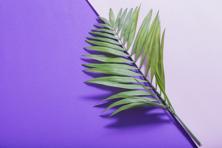 palm leaves on violet paper backgroundの写真素材