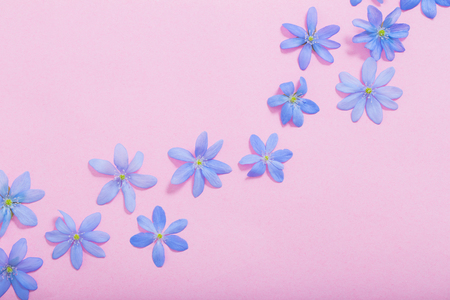 blue spring flowers on pink backgroundの写真素材