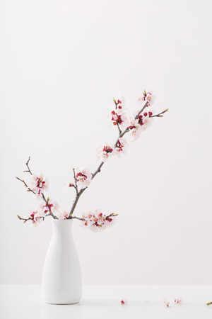 flowering pink cherry branch in  vase on white backgroundの写真素材