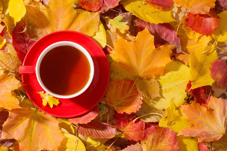 red cup of tea on background autumn leavesの写真素材