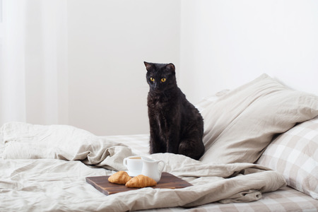 black cat on bed in bedroomの写真素材