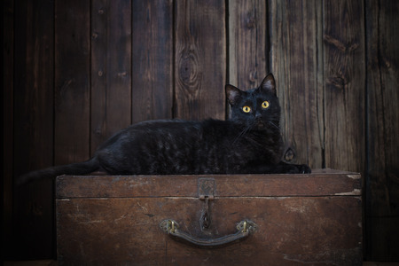 black cat on old dark wooden backgroundの写真素材
