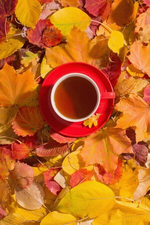 red cup of tea on background autumn leavesの写真素材