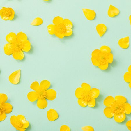 yellow buttercups on green paper backgroundの写真素材