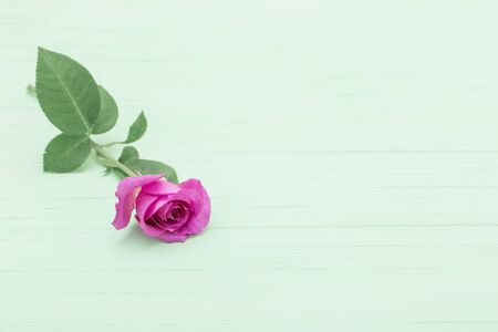 purple rose on green wooden backgroundの写真素材