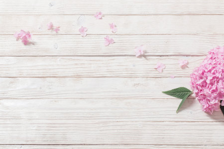 pink hydrangea on white wooden background