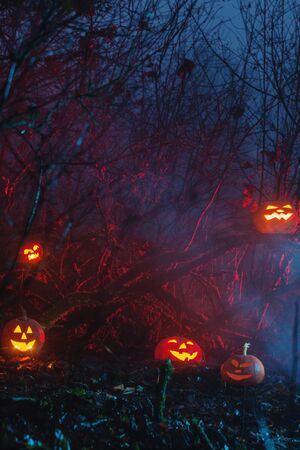 Halloween pumpkins in night forestの写真素材