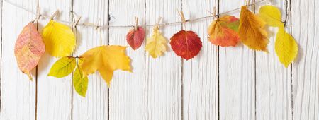 colour autumn leaves on wooden backgroundの写真素材