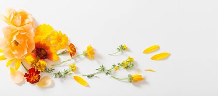 the yellow and orange flowers on white backgroundの写真素材