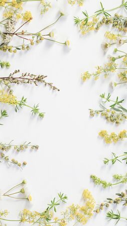 wildflowers on white paper backgroundの写真素材