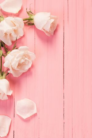 white roses on pink wooden backgroundの写真素材