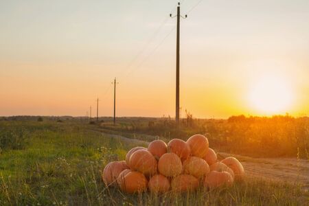 orange pumpkins on rural field at sunsetの写真素材