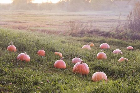 field with orange pumpkins at sunsetの写真素材