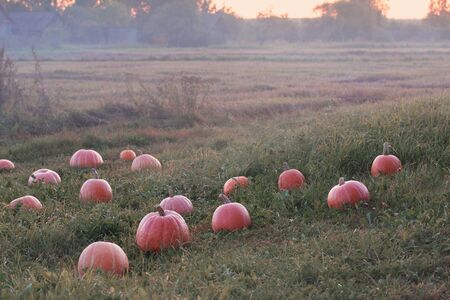 field with orange pumpkins at sunsetの写真素材