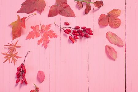 autumn leaves on pink wooden backgroundの写真素材