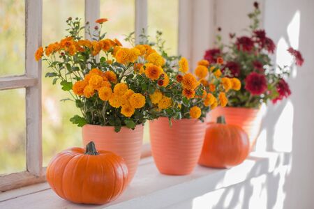 chrysanthemums  and pumpkins on old white  windowsillの写真素材