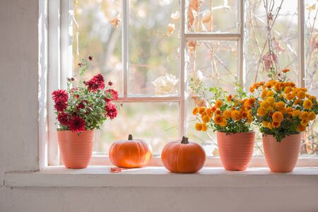 chrysanthemums  and pumpkins on old white  windowsillの写真素材