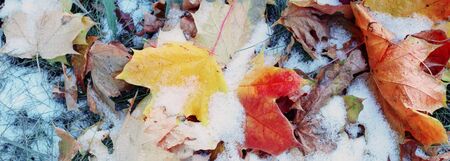 background of yellow autumn leaves in snowの写真素材
