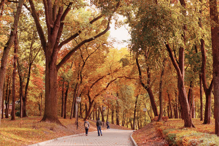 beautiful autumn park in sunlight