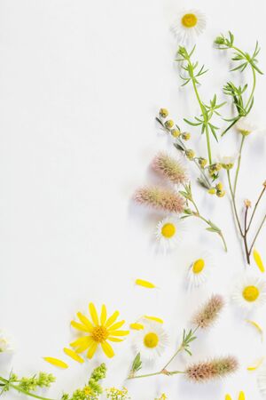 wildflowers on white paper backgroundの写真素材