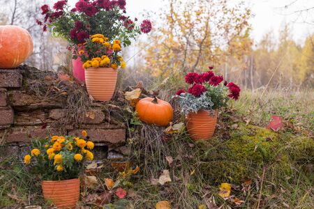 chrysanthemum in flowers pots and orange pumpkins in autumn gardens near old brick wallの写真素材