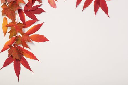red autumn leaves on white backgroundの写真素材