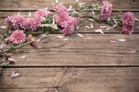 pink chrysanthemums on dark wooden backgroundの写真素材