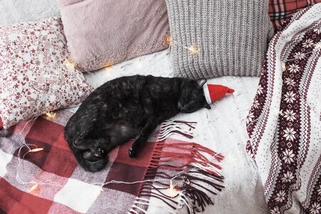 cat sleeping on  sofa among pillows, cozy home conceptの写真素材