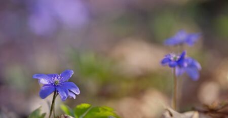 Snowdrops in sunlight outdoorの写真素材