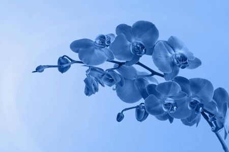 Beautiful blue orchids, classic blue color 2020の写真素材