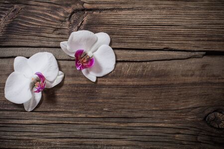 beautiful orchids on old wooden backgroundの写真素材