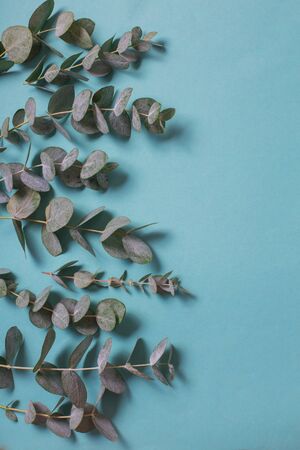 eucalyptus leaves on paper backgroundの写真素材