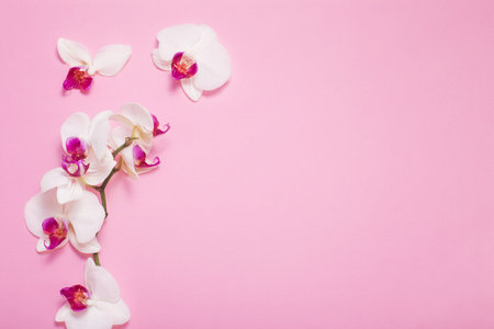 white orchid flowers  on pink paper background
