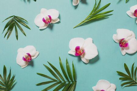 orchid flowers and green leaves on mint color paper backgroundの写真素材