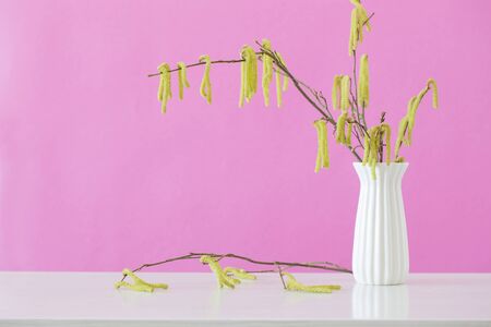 spring hazel branches in white vase on pink backgroundの写真素材