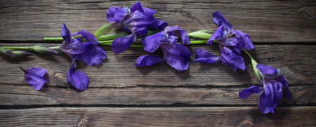 violet iris on old dark wooden backgroundの写真素材