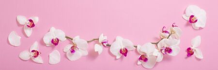 white orchid flowers  on pink paper backgroundの写真素材