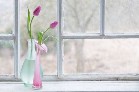 pink tulips on old white windowsillの写真素材