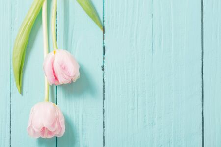 two tulips on blue mint wooden backgroundの写真素材