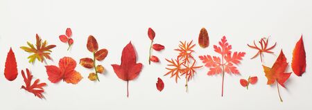 red autumn leaves on white backgroundの写真素材