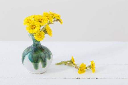 coltsfoot  flowers in ceramic vase  on white backgroundの写真素材